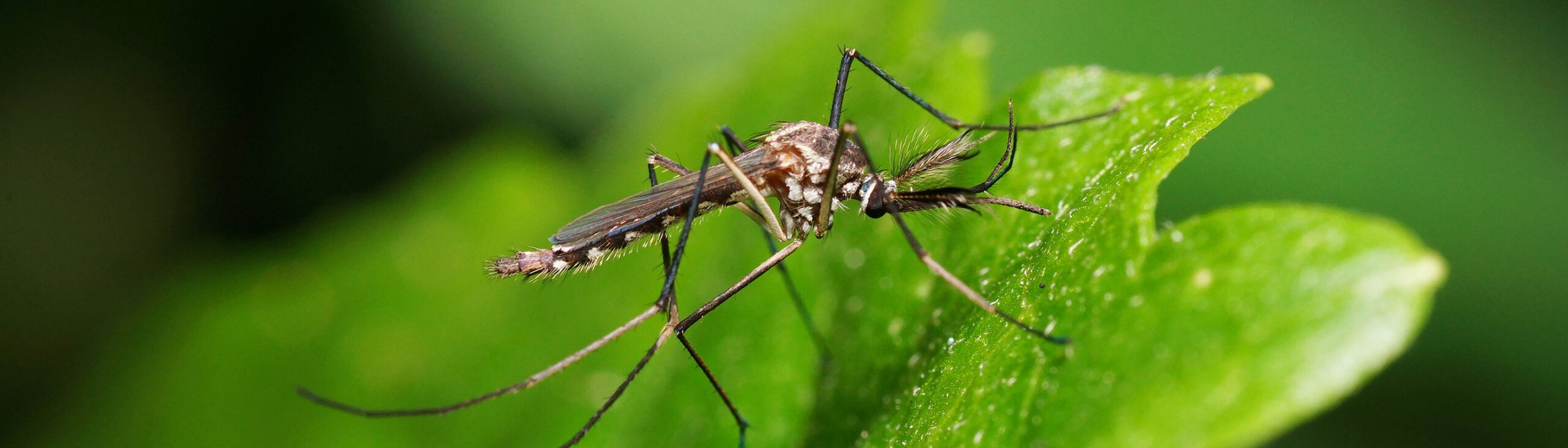 mosquito on leaf