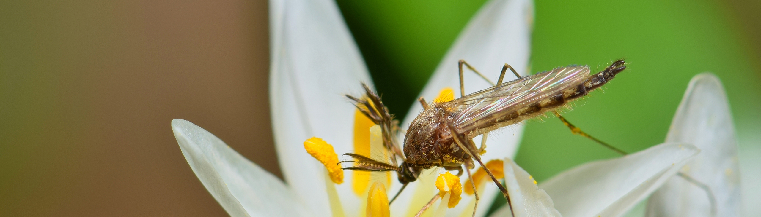 bug on flower